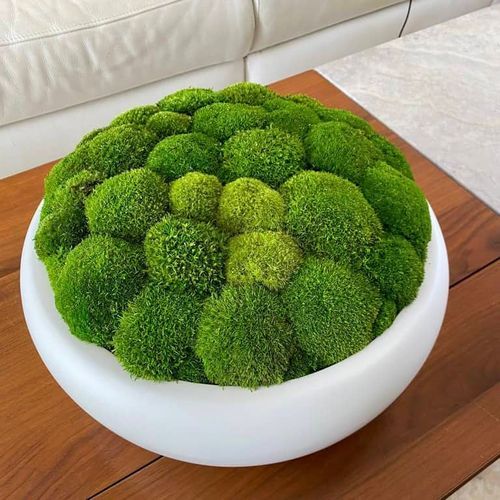 Moss Bowls