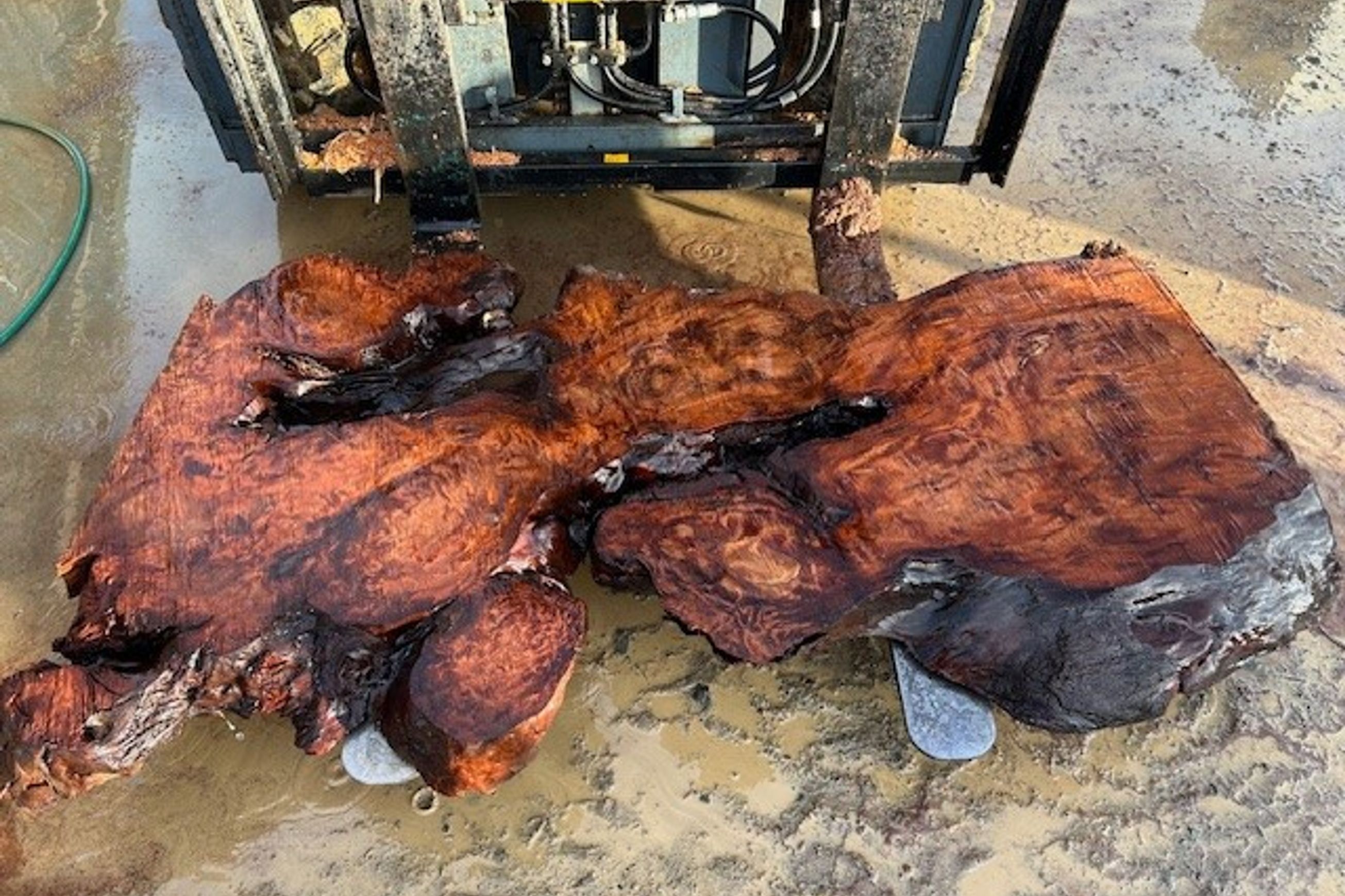 Swamp Kauri Slabs