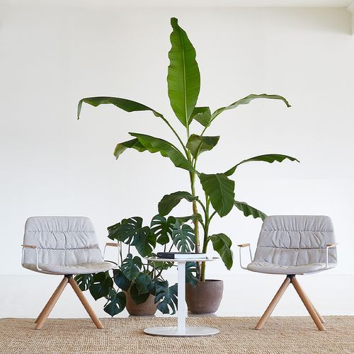 Maarten Lounge Chair - Wooden Swivel Base & Soft Upholstery