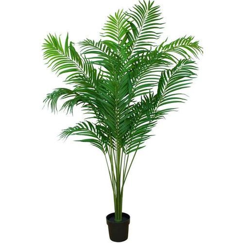 Tree - Pearl Palm Plants- 170/210Cm