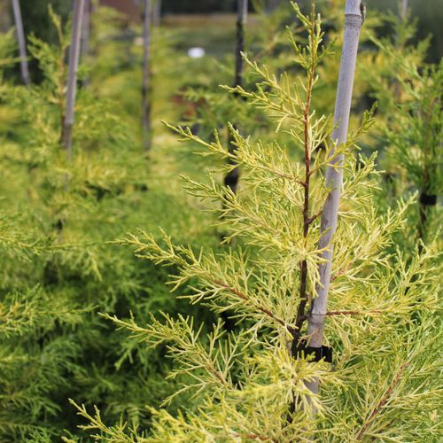 Cupressus Macrocarpa 'Fine Gold' / Monterey Cypress