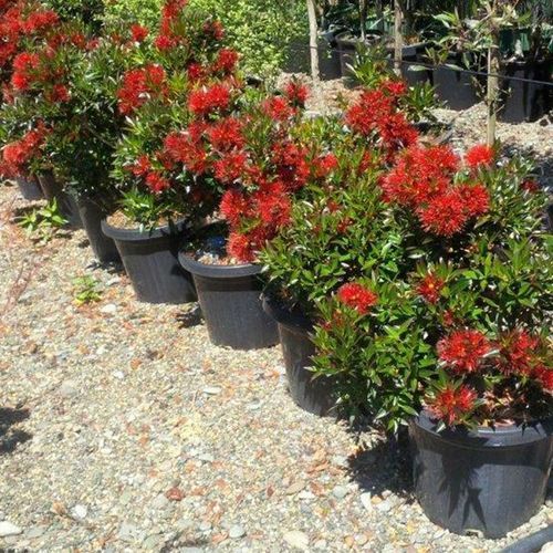 Metrosideros umbellata | NZ Native Southern Rata