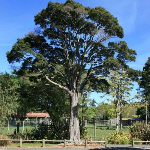 Nothofagus menziesii | NZ Native Silver Beech