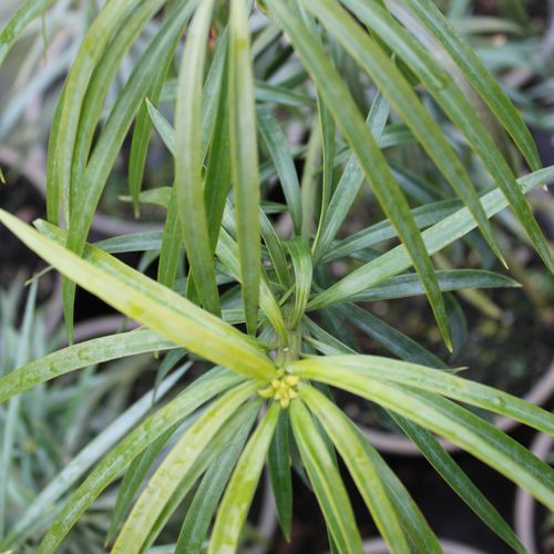Podocarpus Henkelii / Henkel's Yellowwood