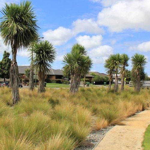 Cordyline australis | NZ Native Cabbage Tree