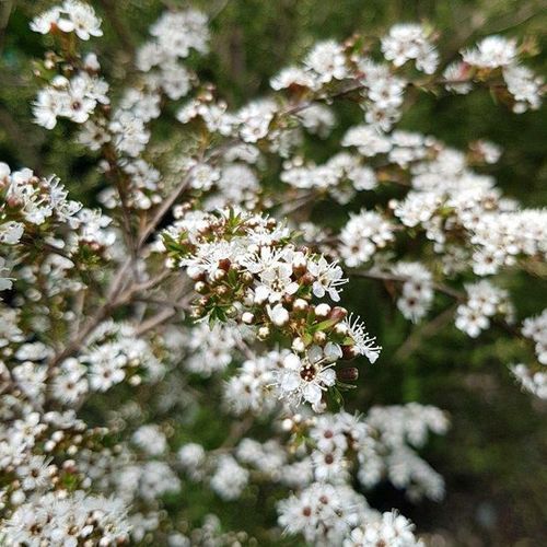Kunzea ericoides | NZ Native Kanuka