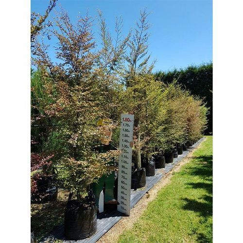 Nothofagus fusca | NZ Native Red Beech