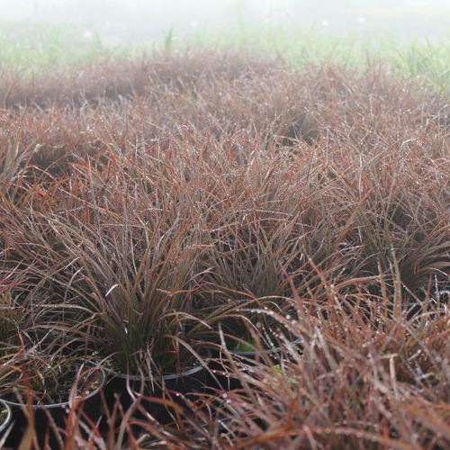 Phormium Cookianum 'Jack Spratt' / New Zealand Flax