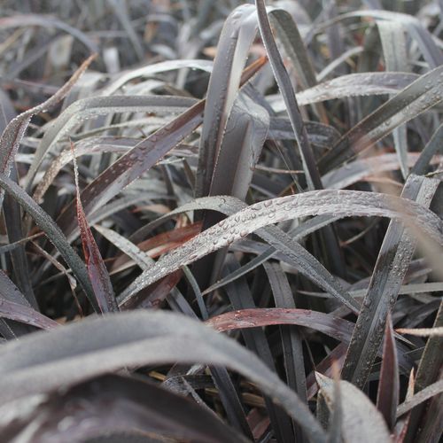 Phormium Cookianum 'Platts Black' / New Zealand Flax