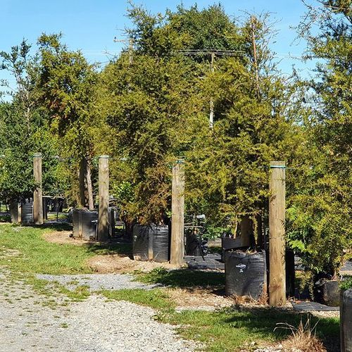 Podocarpus totara | NZ Native Totara