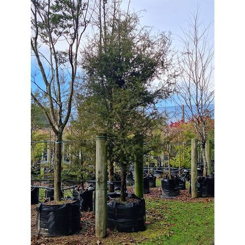 Podocarpus totara | NZ Native Totara