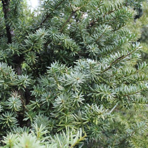 Podocarpus Totara 'Ardmore Green' / Green Totara