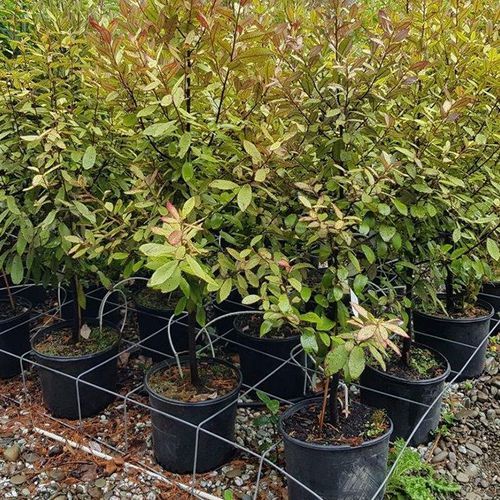 Psuedowintera colorata | Native Pepper Tree