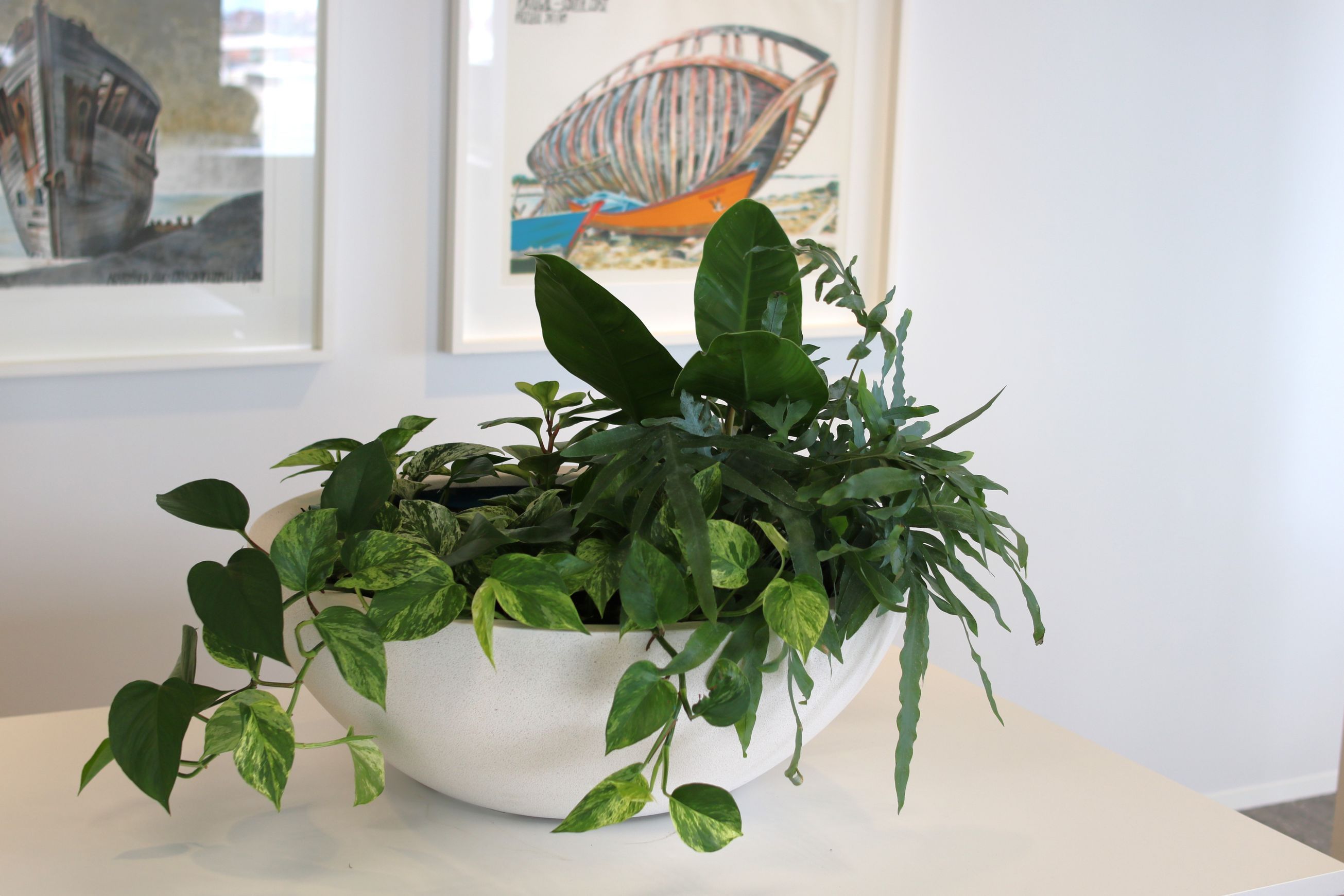 Garden Bowls | Hire Plants