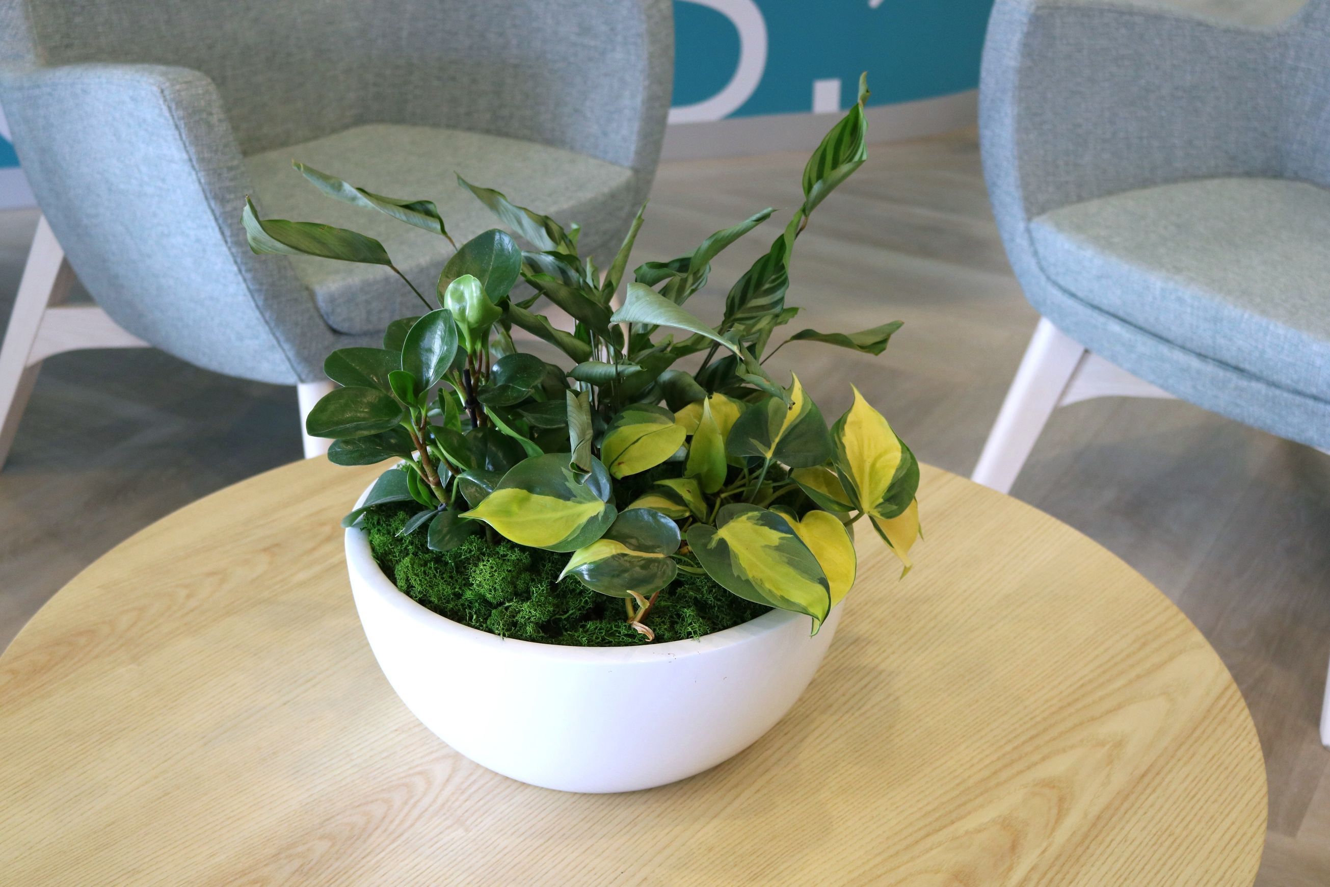 Garden Bowls | Hire Plants