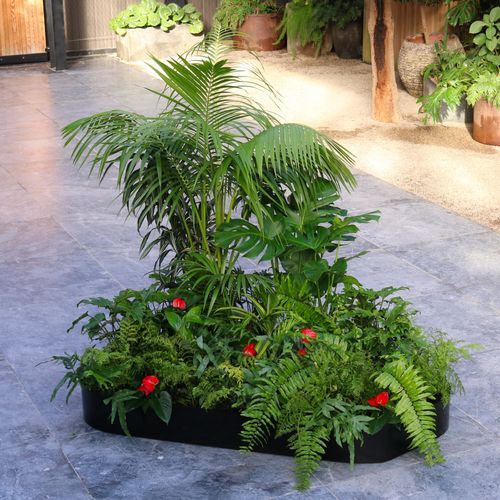 Tropical Garden Grove | Hire Plants