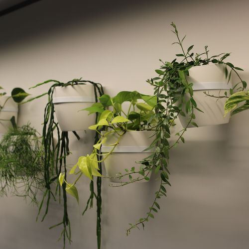 Plant Brackets | Hire Plants