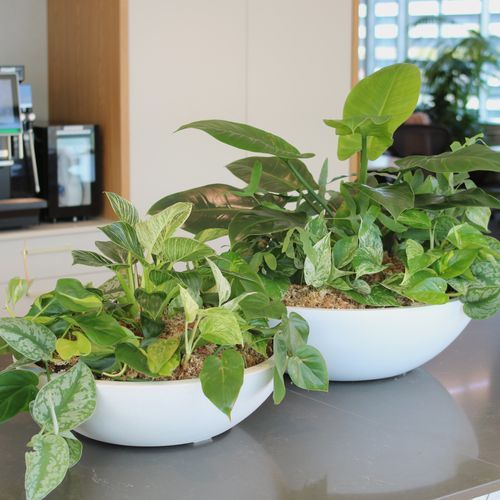 Garden Bowls | Hire Plants