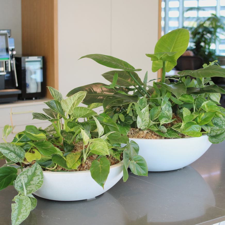 Garden Bowls | Hire Plants