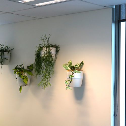 Plants In Brackets