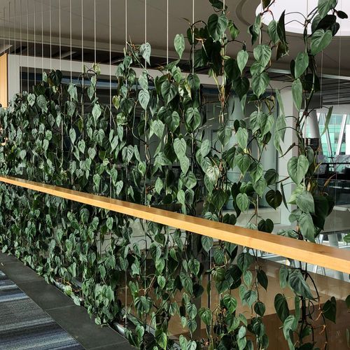 Plant Installations On Wires