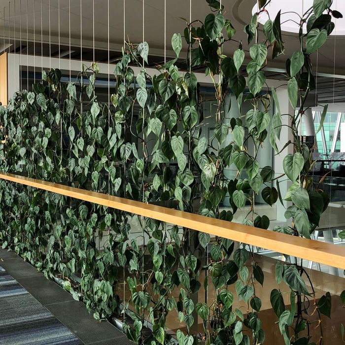 Plant Installations On Wires