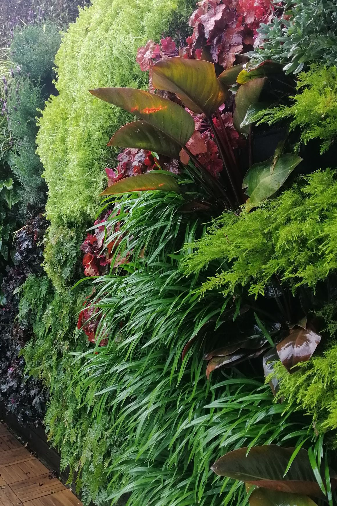 Vertical Green Walls | Hire Plants