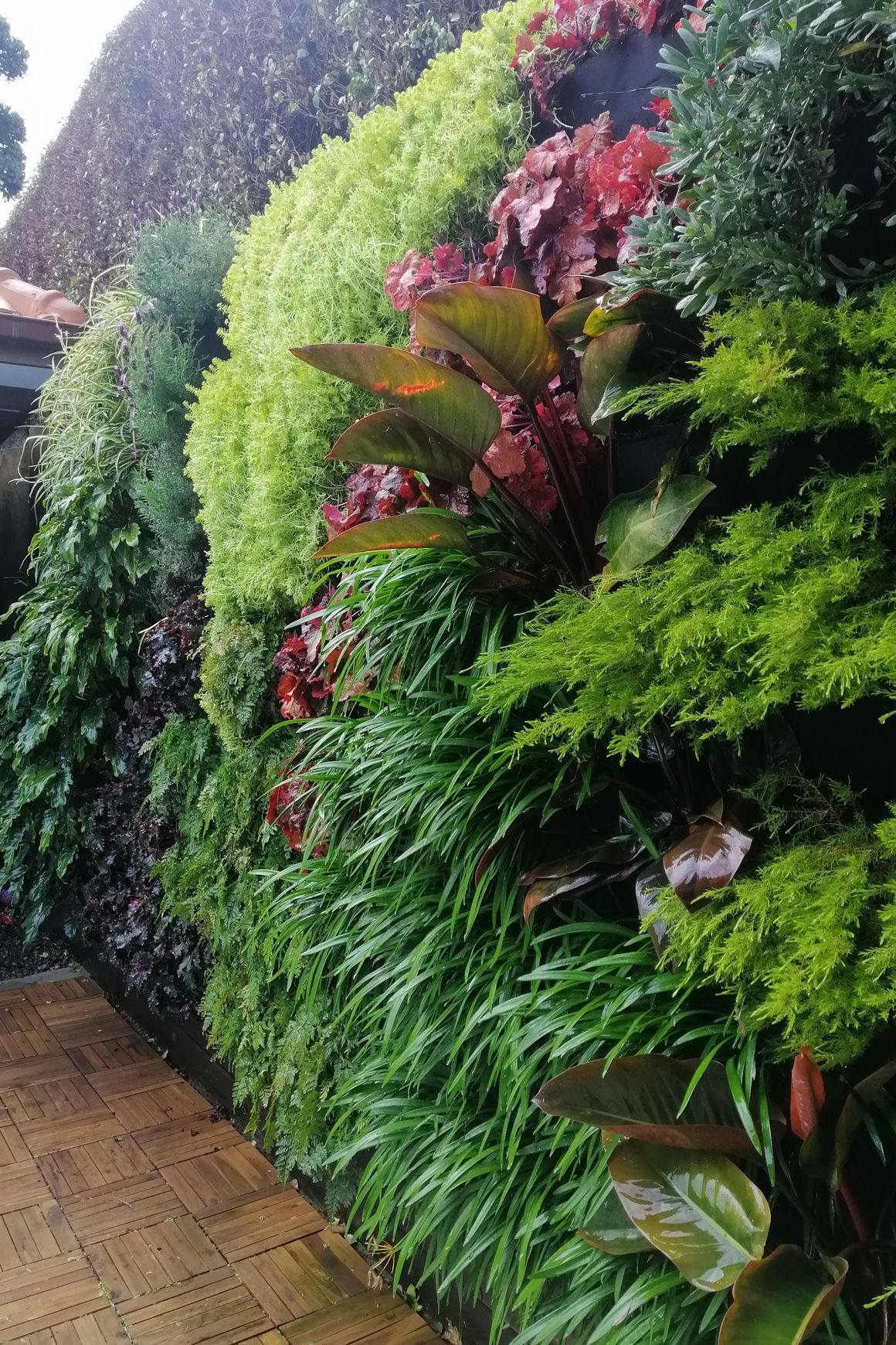 Vertical Green Walls | Hire Plants