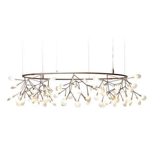 Heracleum Small Big O