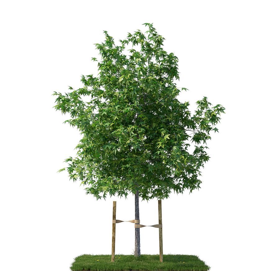 Jute Tree Tie Webbing