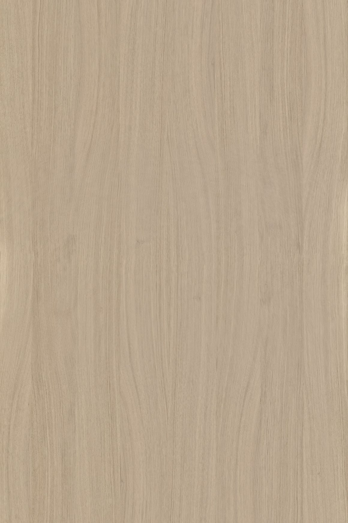 Alor Cove Oak 1F1B 2440mm Veneer Panel