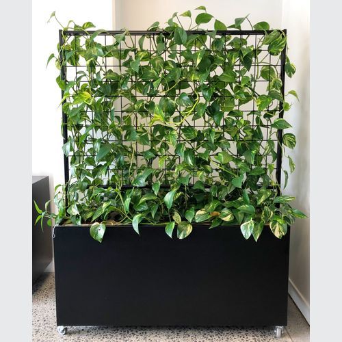 McGreals Indoor Plant Walls