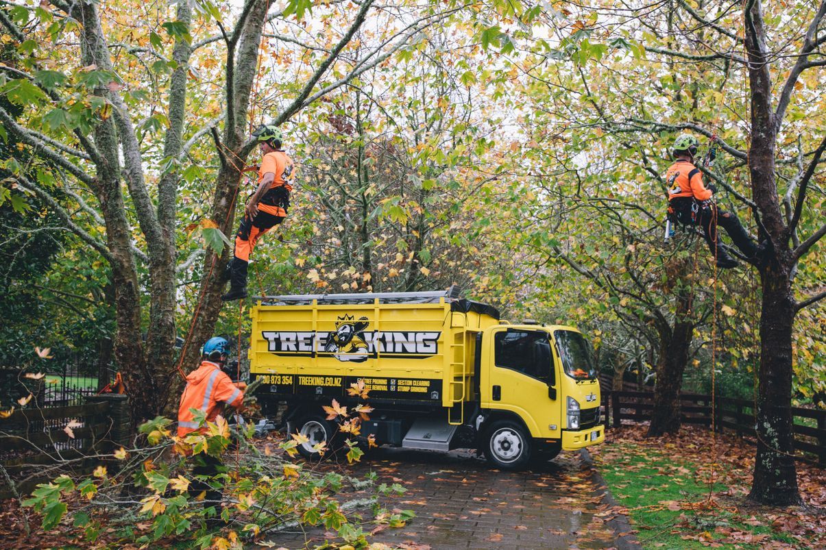 Tree King