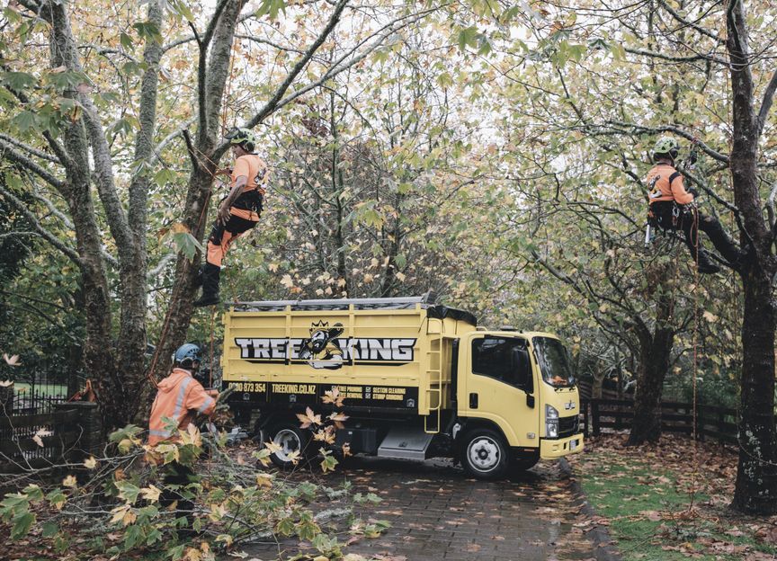 Tree King