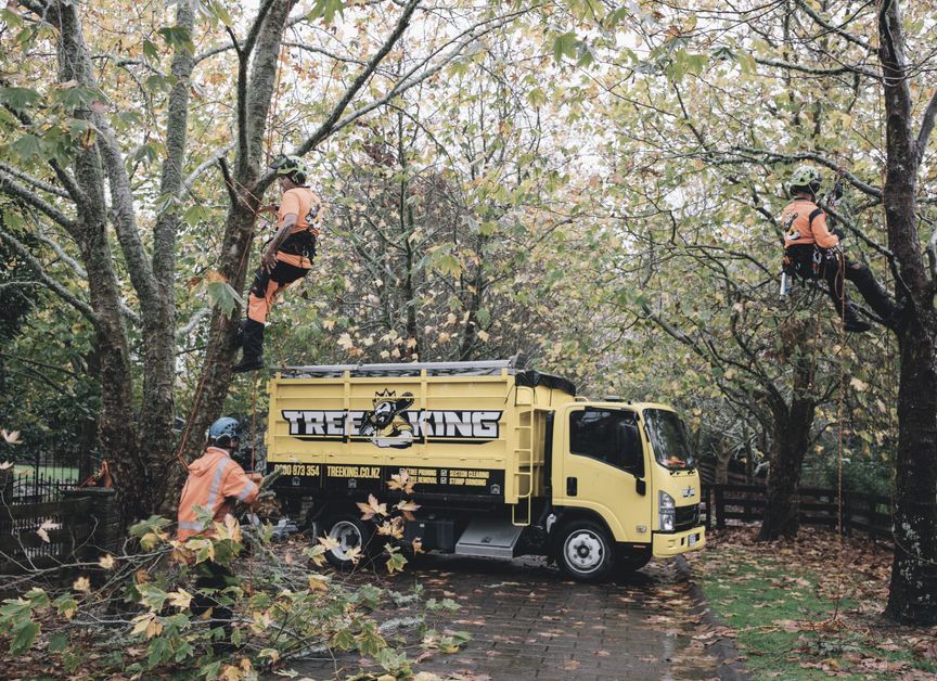 Tree King