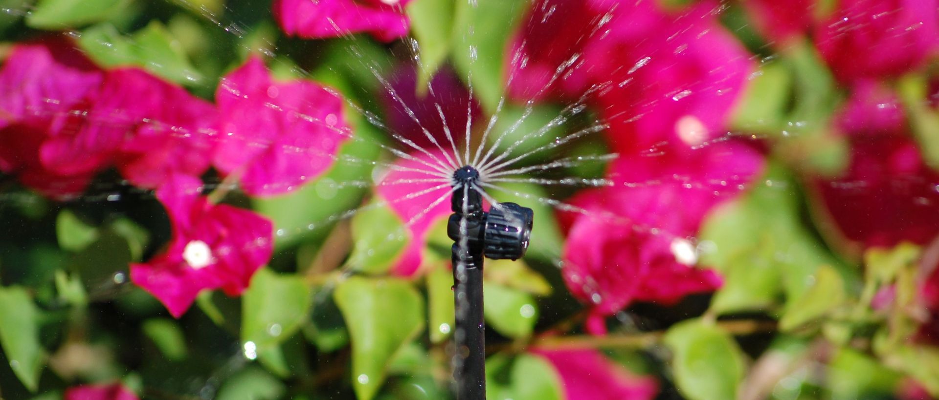 Supporting Image 3 for Hydroscape Irrigation