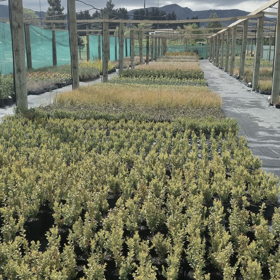 Queenstown Nursery