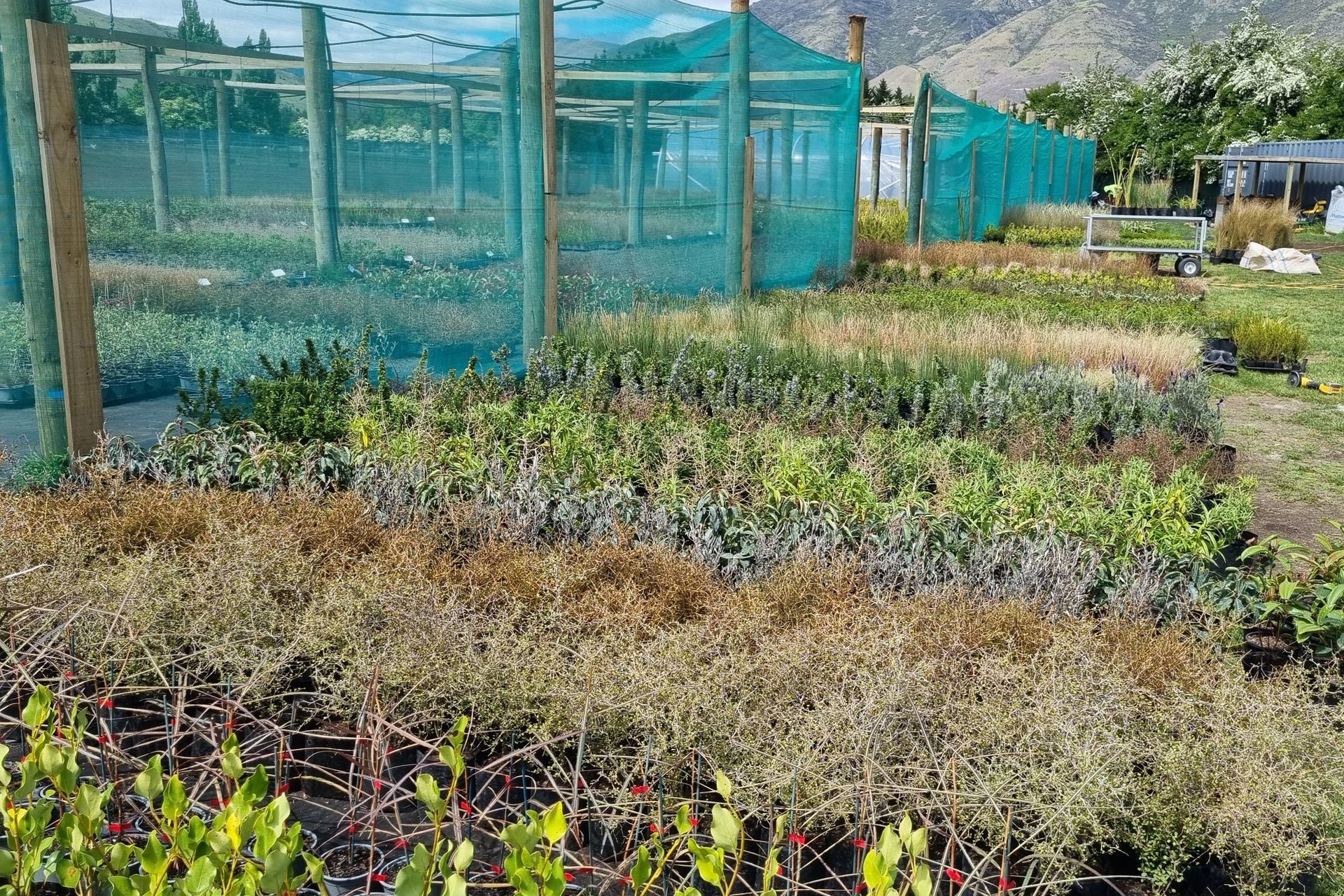 Supporting Image 3 for Queenstown Nursery