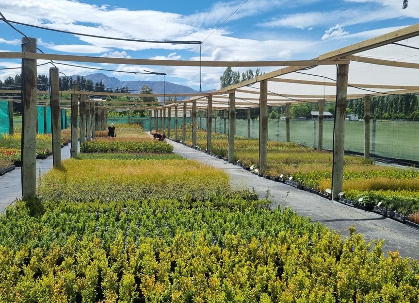 Queenstown Nursery
