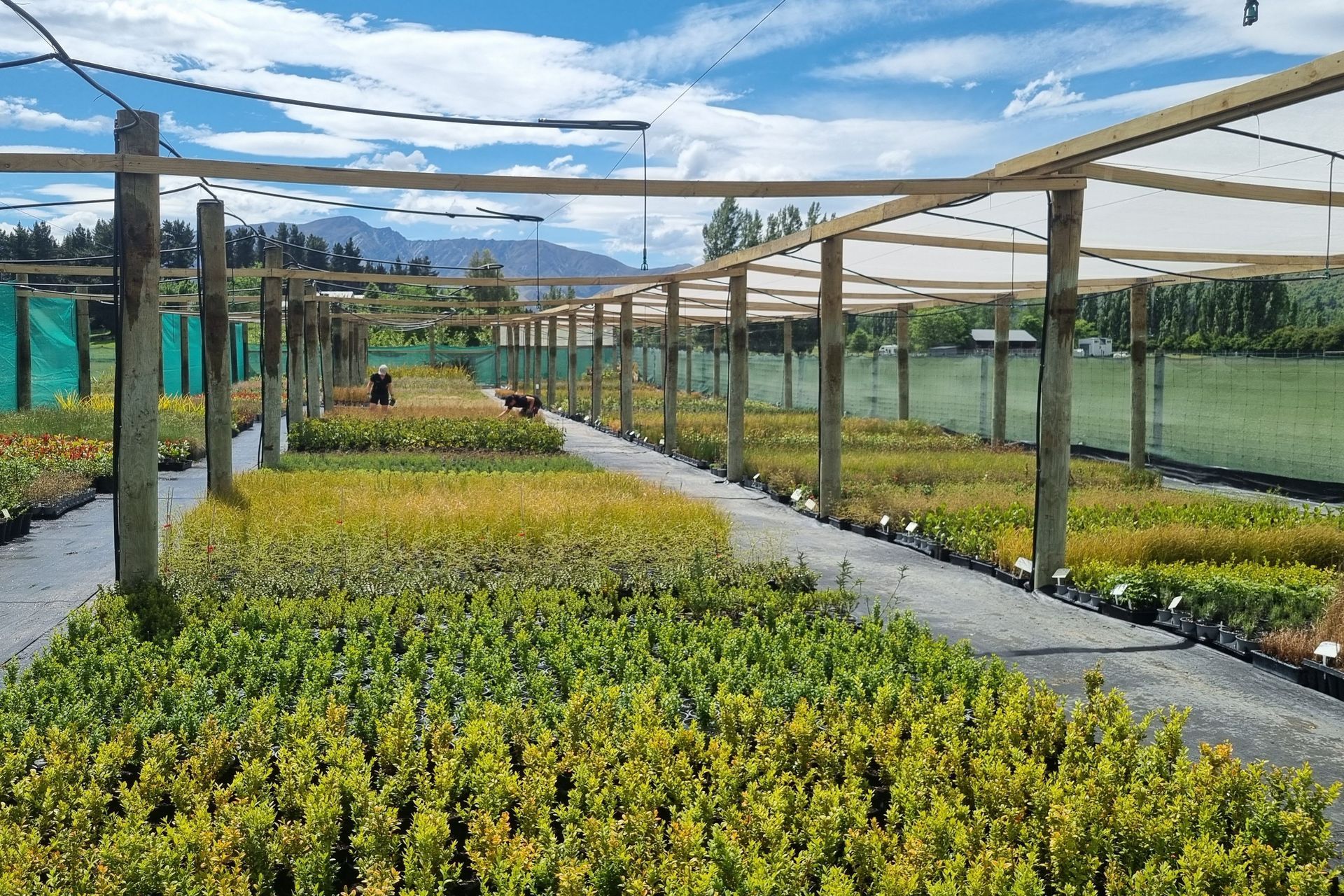 Hero Banner for Queenstown Nursery