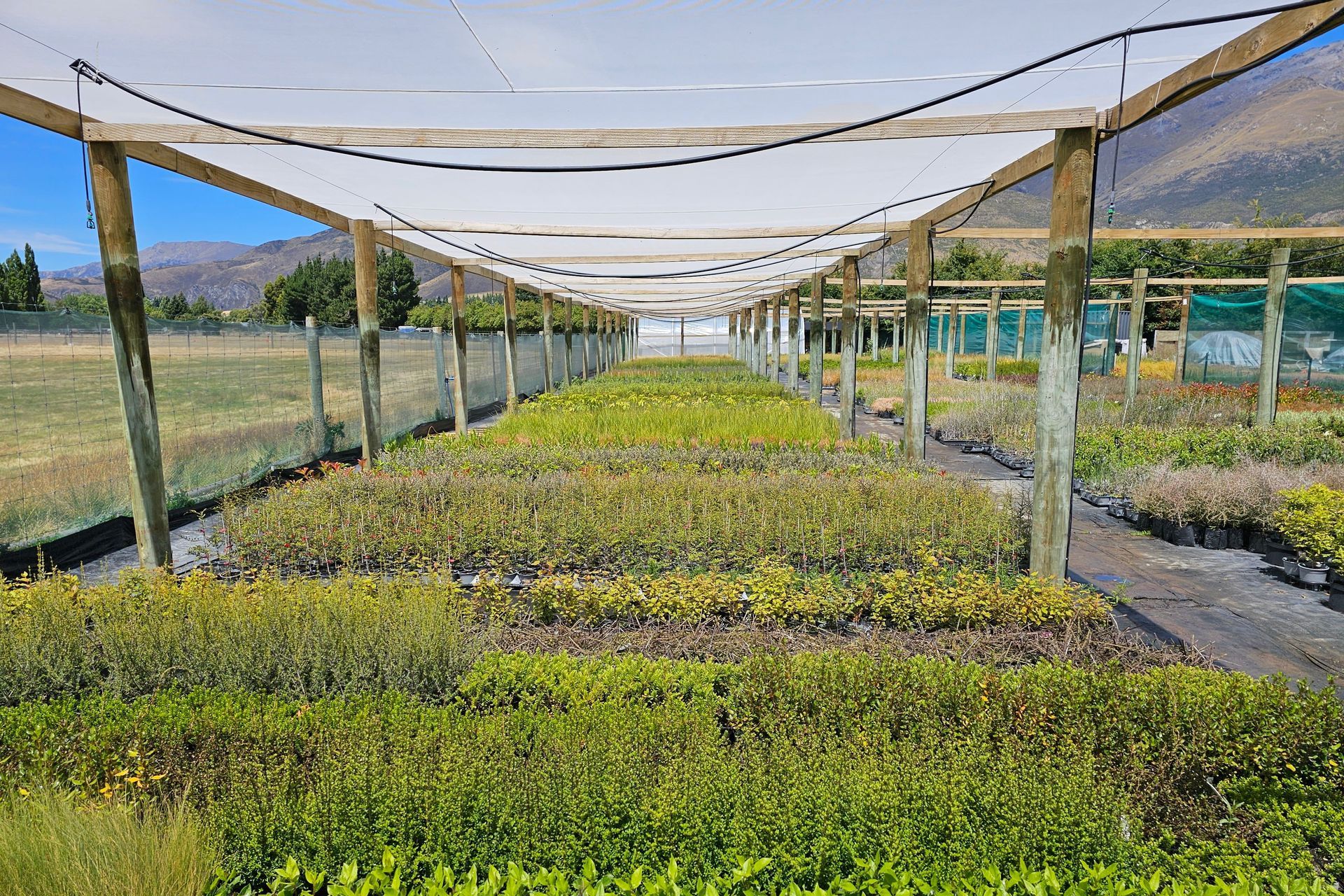 Supporting Image 2 for Queenstown Nursery