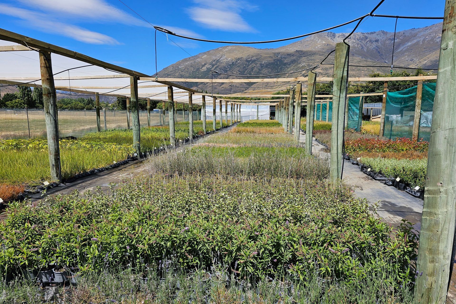 Supporting Image 1 for Queenstown Nursery