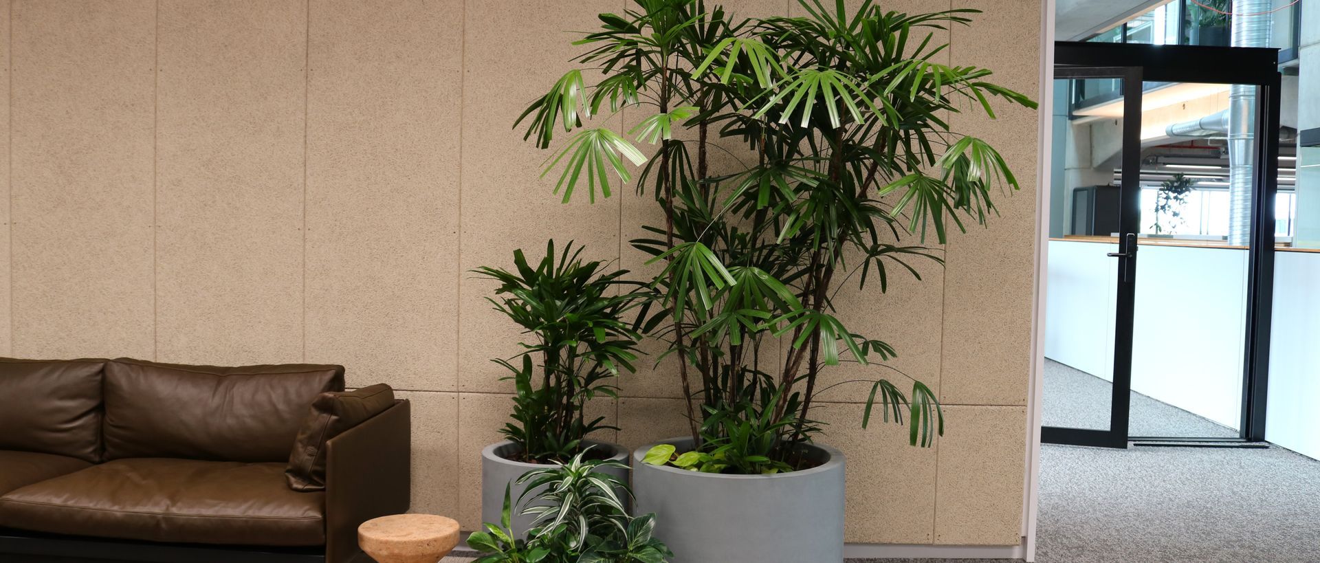 Supporting Image 5 for Hire Plants