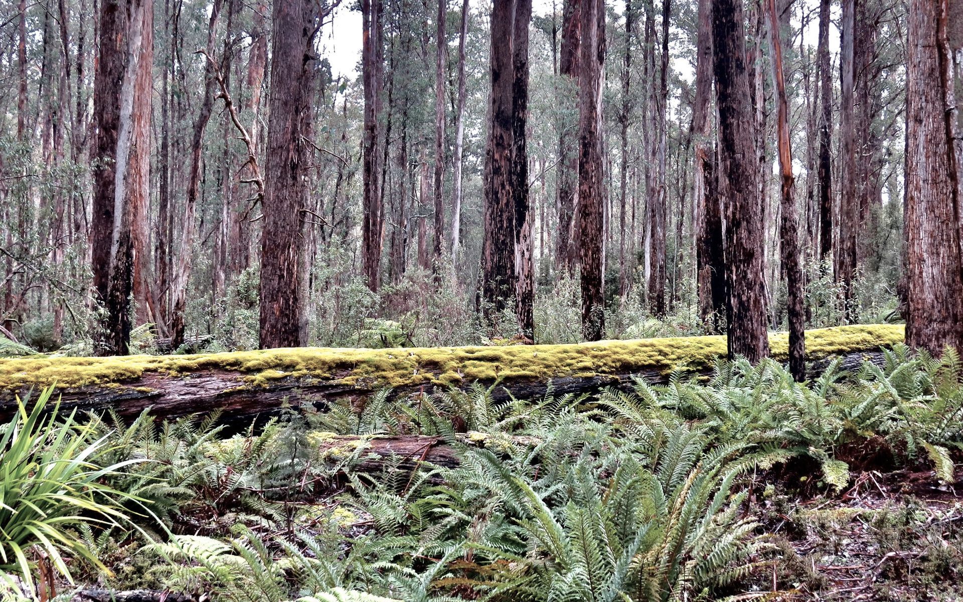 Supporting Image 1 for Responsible Wood