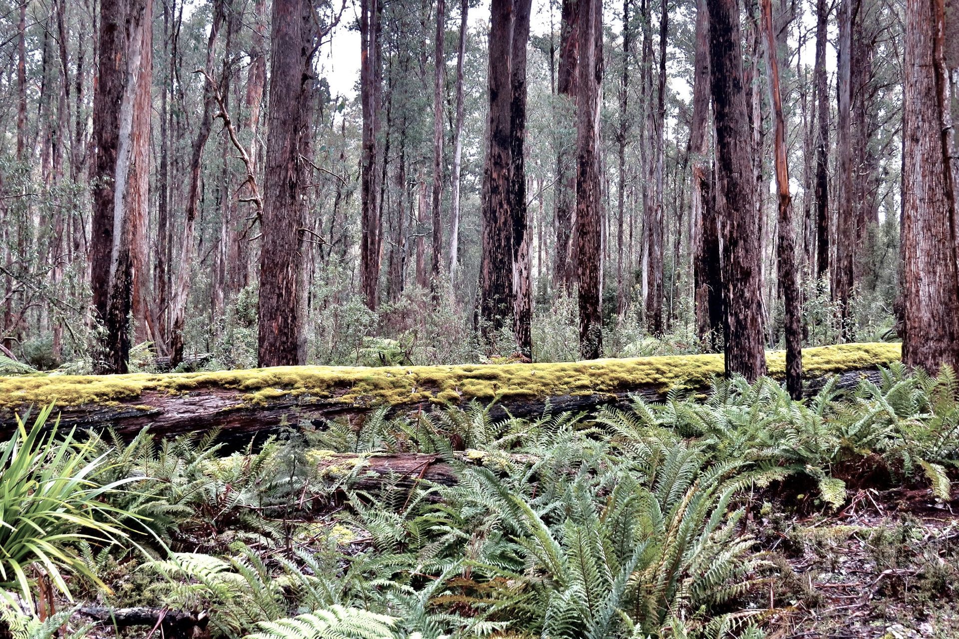 Supporting Image 1 for Responsible Wood