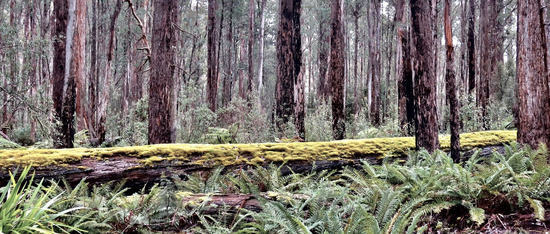 Supporting Image 1 for Responsible Wood