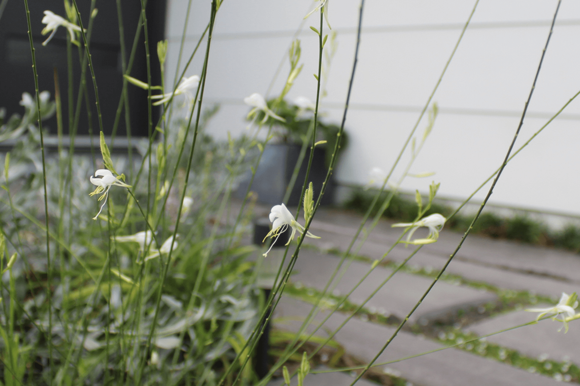 Supporting Image 1 for Bare Roots Design Studio