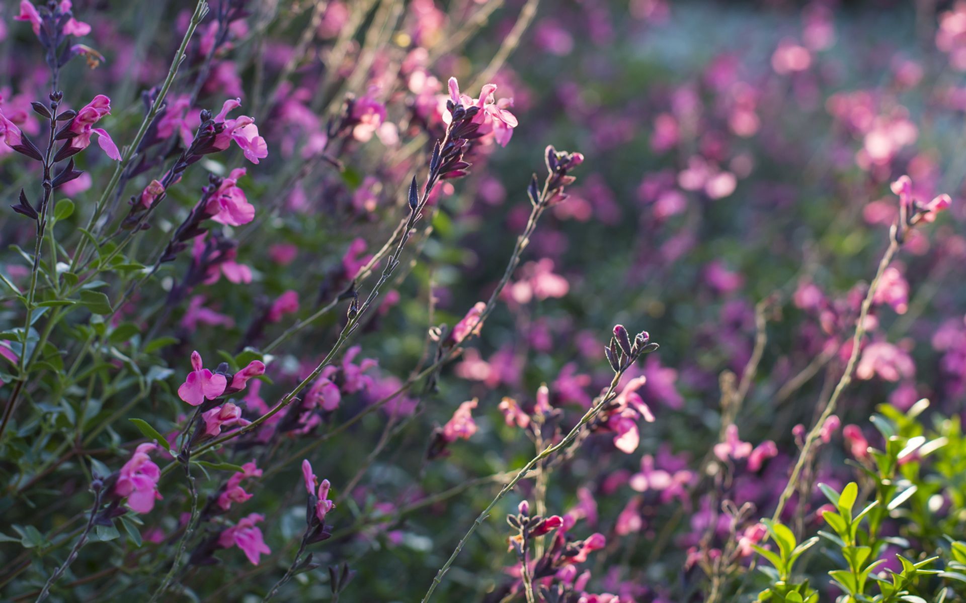 Supporting Image 5 for Henry Blakely Landscapes