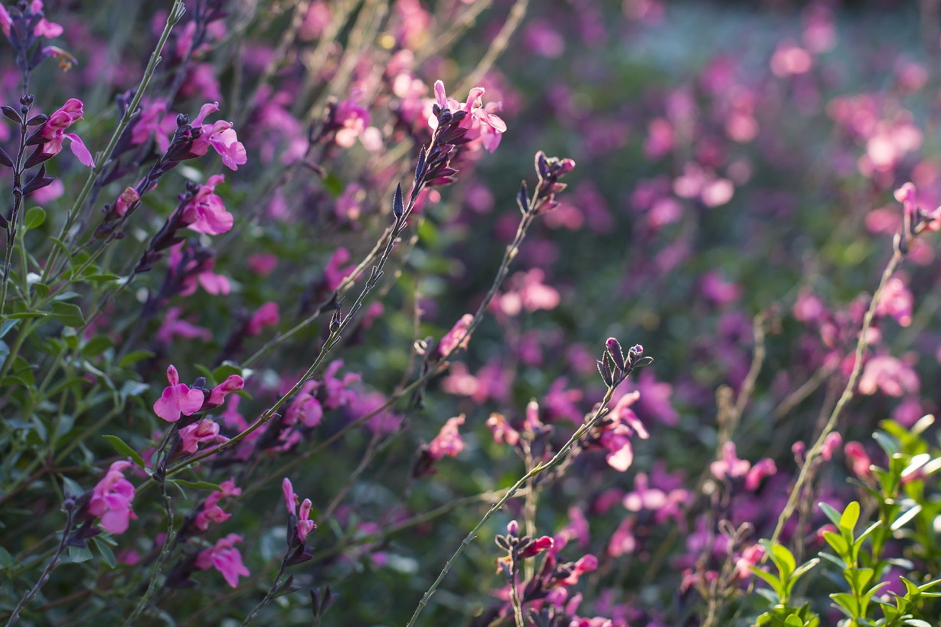 Supporting Image 5 for Henry Blakely Landscapes