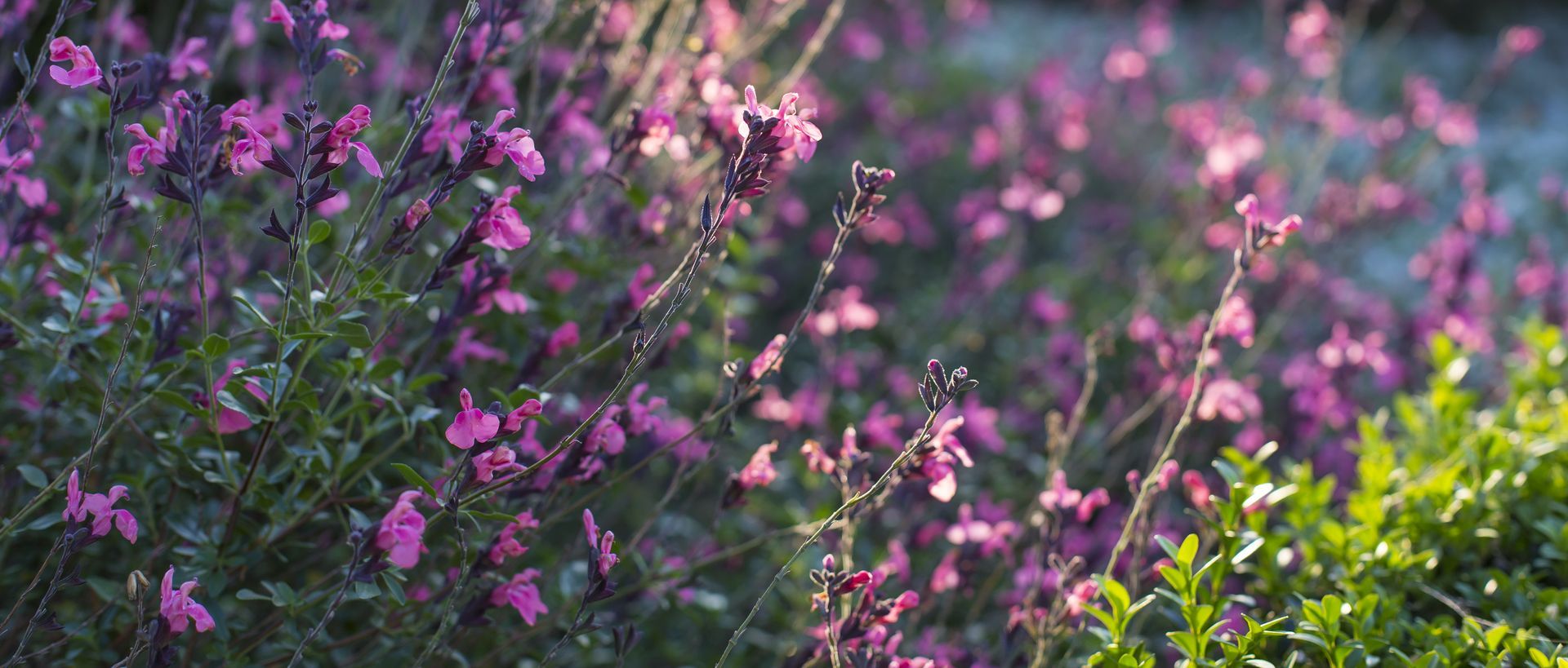Supporting Image 3 for Henry Blakely Landscapes